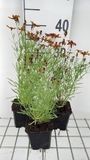 GRDplanten Groendecor Tuinarchitectuur 6x Meisjesogen - Coreopsis vert. 'Ladybird' | 9x9 cm pot