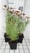 GRDplanten Groendecor Tuinarchitectuur 6x Meisjesogen - Coreopsis vert. 'Ladybird' | 9x9 cm pot