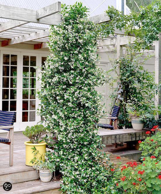 ClematisOnline Italiaanse Jasmijn (Sterjasmijn) - Klimplant Wit - Groenblijvend Bloeiende, wintergroene klimplanten