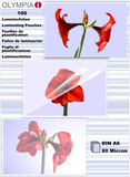 Olympia 1x100 DIN A6 80 micron - 9168