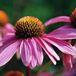 Echinacea Purpurea 'Leuchtstern' - Zonnehoed pot 9x9cm - Bloeiend en winterhard