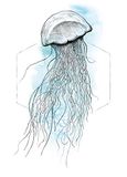 Jellyfish Komar Jellyfish Watercolor Poster (zonder lijst) 50 x 70 cm