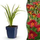 Green boutiQ - Hemerocallis Autumn Red - Daglelie - 6 Planten