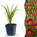 Green boutiQ - Hemerocallis Autumn Red - Daglelie - 6 Planten