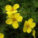 Arborix Potentilla Fruticosa 'Elizabeth' - Ganzerik|Vijfvingerkruid 25-30 cm in pot