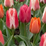 Green boutiQ 320x Tulipa Greigii mix - Greigii-tulp mix - Diversen - Voorjaarsbloeier - Bolmaat 11/14