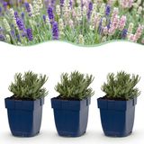 Plantenboetiek.nl Lavandula Tricolour - Lavendel - Geurend - Blauw - Roze - Wit - 6 Planten - Ø11cm - 15-25cm hoog - Tuinplant