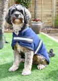 Rhinegold Hond Fleece-28 (70cm) - Navy
