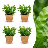 Green boutiQ Asplenium Crispy Wave - 4 Planten - Pot 12cm - Hoogte 30cm