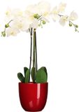 Mica Decorations Orchidee kunstplant wit - 75 cm - inclusief bloempot rood glans