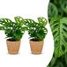 Green boutiQ - Monstera Adansonii - Rhaphidophora Tetrasperma - 2 Planten - met Mand - Pot 12cm - Hoogte - 25cm