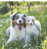 Alfaedition Hunde 2026 - Wandkalender 30x30 cm