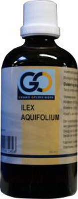 Go Ilex Aquifolium