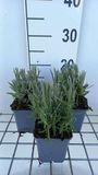 GRDplanten Groendecor Tuinarchitectuur 6x Lavandel - Lavandula int. 'Provence' | 9x9 cm pot