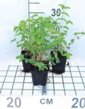 GRDplanten Groendecor Tuinarchitectuur 6x Mourasspirea - Filipendula ulmaria | 9x9 cm pot