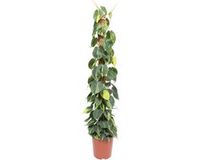 Merkloos / Sans marque Philodendron Scandens Brasil mosstok - 150 cm - ø27