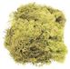 Glorex Hobby 5x zakjes decoratie mos lichtgroen 50 gram