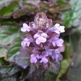 Arborix Ajuga 6 x Ajuga Reptans 'Atropurpurea ' - Kruipend Zenegroen - Pot 9x9 cm