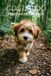 Cockapoo Photo Collection: Beautiful Full-Page Pictures of Cockapoos and Puppies for All Ages (Simple Photo Books)