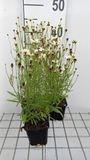GRDplanten Groendecor Tuinarchitectuur 6x Coreopsis - Coreopsis hybr. 'Fools Gold'® | 9x9 cm pot
