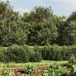 Grillage anthracite 2,2x10 m acier galvanisé