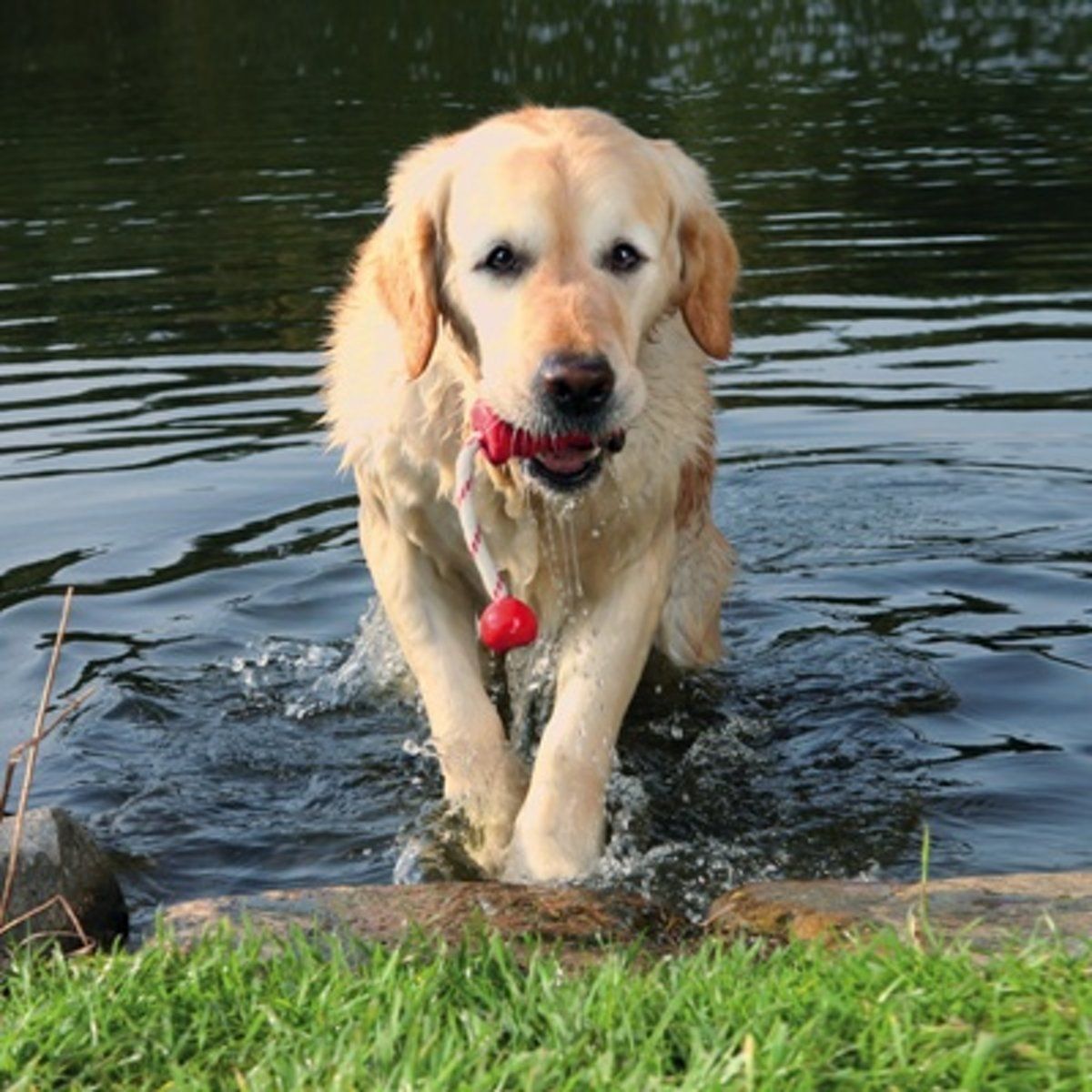 TRIXIE Drijvend Speelgoed Rubber - Waterspeelgoed Hond