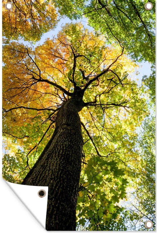 GreatGardenPosters - Tuinposter natuur - Boom - Bladeren - 40x60 cm - Tuinschilderij - Schutting - Muurdecoratie - Wanddecoratie - Tuindoek - Buitenposter