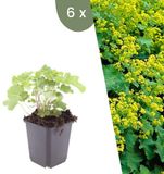 Plants by Frank | 6 Vrouwenmantel Planten | Alchemilla mollis | Winterharde bodembedekker planten | tuinplanten | Winterharde vaste planten meerjarig | Winterharde tuinplanten