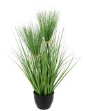 Flair Flower Cyprusgras in pot