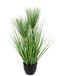 Flair Flower Cyprusgras in pot