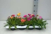 GRDplanten Lewisia 6x Lewisia cotyledon | 9x9 cm pot