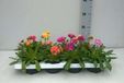 GRDplanten Lewisia 6x Lewisia cotyledon | 9x9 cm pot