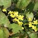 Arborix Epimedium Perralch. 'Frohnleiten' - Elfenbloem pot 9x9cm