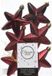 Decoris kersthangers - 6 stuks - 7.5cm - kunststof - donkerrood