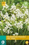 JUB Hyacinthoides hisp. wit bloembollen 10 bollen Spaanse hyacint