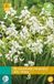 JUB Hyacinthoides hisp. wit bloembollen 10 bollen Spaanse hyacint