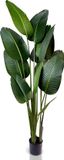 IvoQ Strelitzia Kunstplant 180 cm