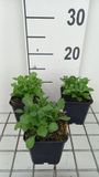 GRDplanten Groendecor Tuinarchitectuur 6x Blauwkussen - Aubrieta hybr. 'Whitewell Gem' | 9x9 cm pot