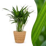 Green boutiQ Areca Lutescens Goudpalm - 1 Plant - met Mand - Pot 12cm - Hoogte 45cm