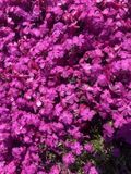 Groendecor Tuinarchitectuur 6x Phlox rampant - Phlox subulata 'Mcdaniel's Cushion' | Rose, Violet | Soleil | 6 pièces | pot de 9x9 cm