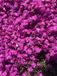 Groendecor Tuinarchitectuur 6x Phlox rampant - Phlox subulata 'Mcdaniel's Cushion' | Rose, Violet | Soleil | 6 pièces | pot de 9x9 cm