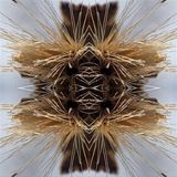 Sutra