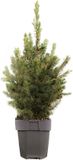 GRDplanten Groendecor Tuinarchitectuur 2 x Kleine echte tafelkerstboom - minikerstboom in Pot