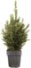 GRDplanten Groendecor Tuinarchitectuur 2 x Kleine echte tafelkerstboom - minikerstboom in Pot