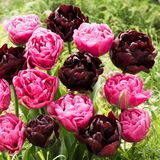 Merkloos / Sans marque Dutch Bulbs B.V. Tulpen Bloembollen Winterhard - Double Purple Black - 20 stuks