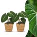 Green boutiQ Philodendron Gloriosum - 2 Planten - Pot 12cm - Hoogte 25cm