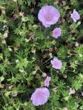 Groendecor Tuinarchitectuur 6x Geranium Sanguineum Striatum | pot van 9x9 cm