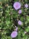 Groendecor Tuinarchitectuur 6x Geranium Sanguineum Striatum | pot van 9x9 cm