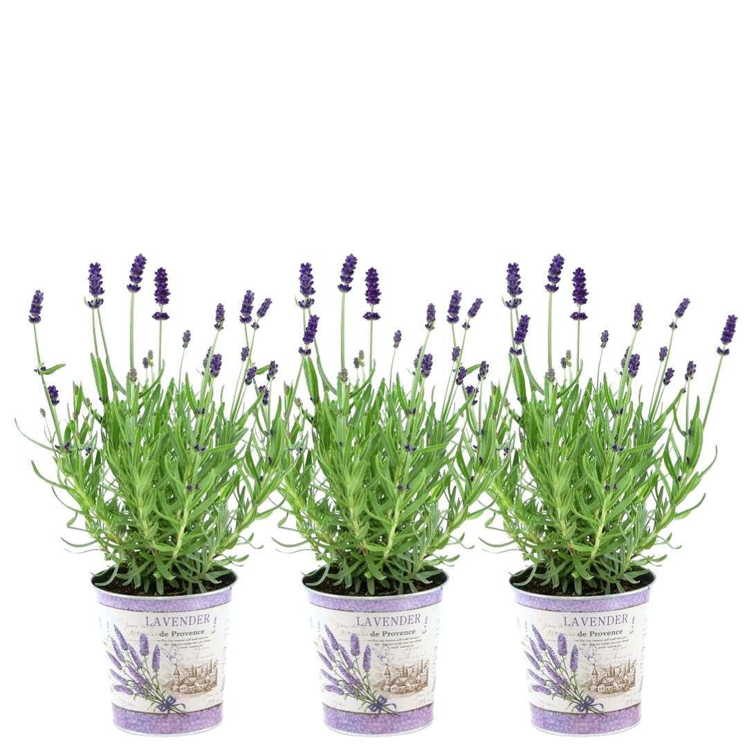 Plants by Frank Plants by Frank | Set van 3 echte lavendelplanten in sierpot 'Deluxe' | 3 x Ø12 cm - ↕25 cm