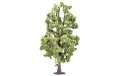 Hornby R7223 Lime Tree Scenic Materials, Multi